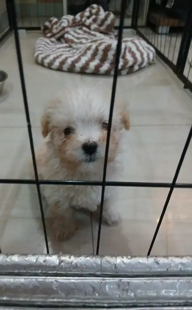 Tiny Poodle warna apricot