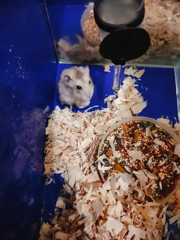 Hamster winter white