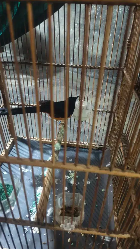 Murai mapan beres nabung harian gacor