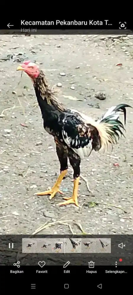 Ayam Jalak Phama Jepang