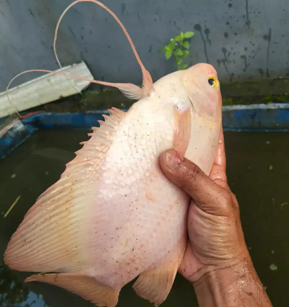 Gurpad paketan 40 ekor