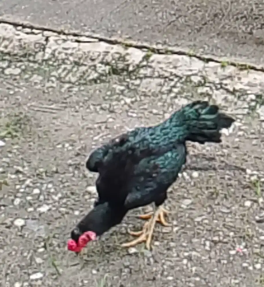 Ayam Black Bulbi