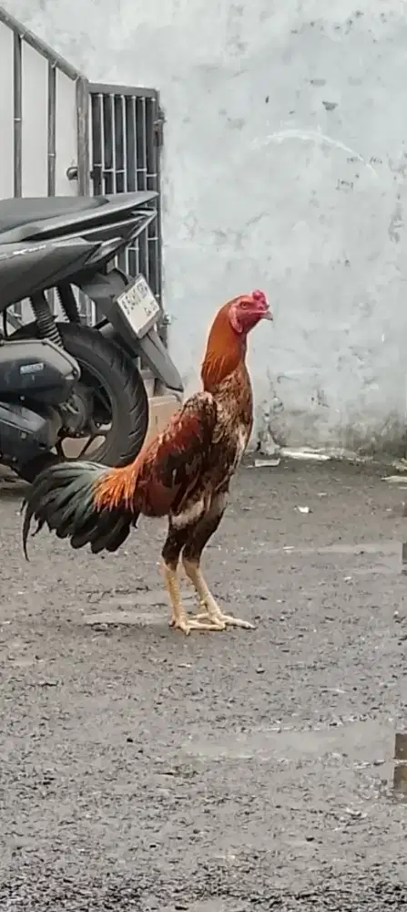 ayam shamo eropa