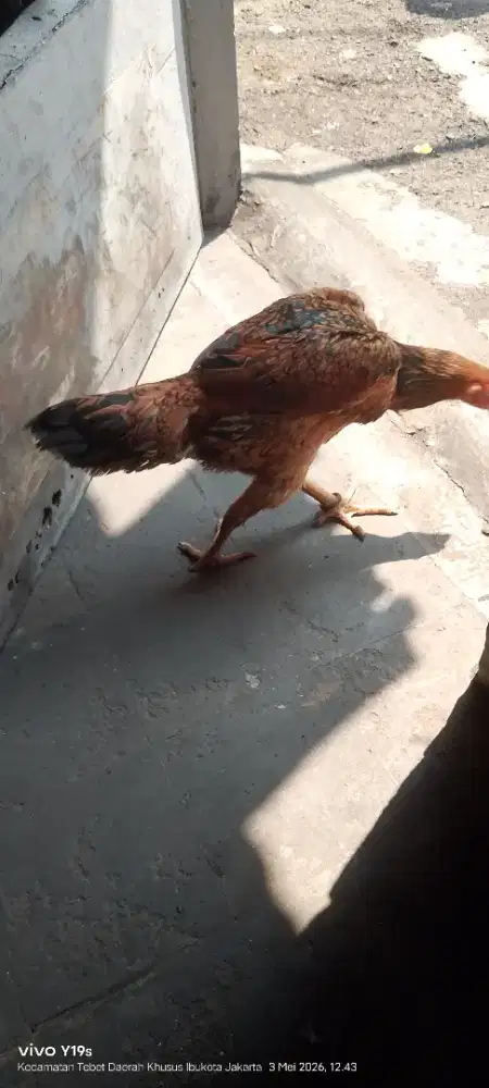 ayam shamo betina eropa nuber