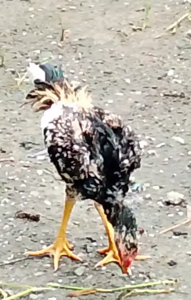 Ayam Bangkok Jalak