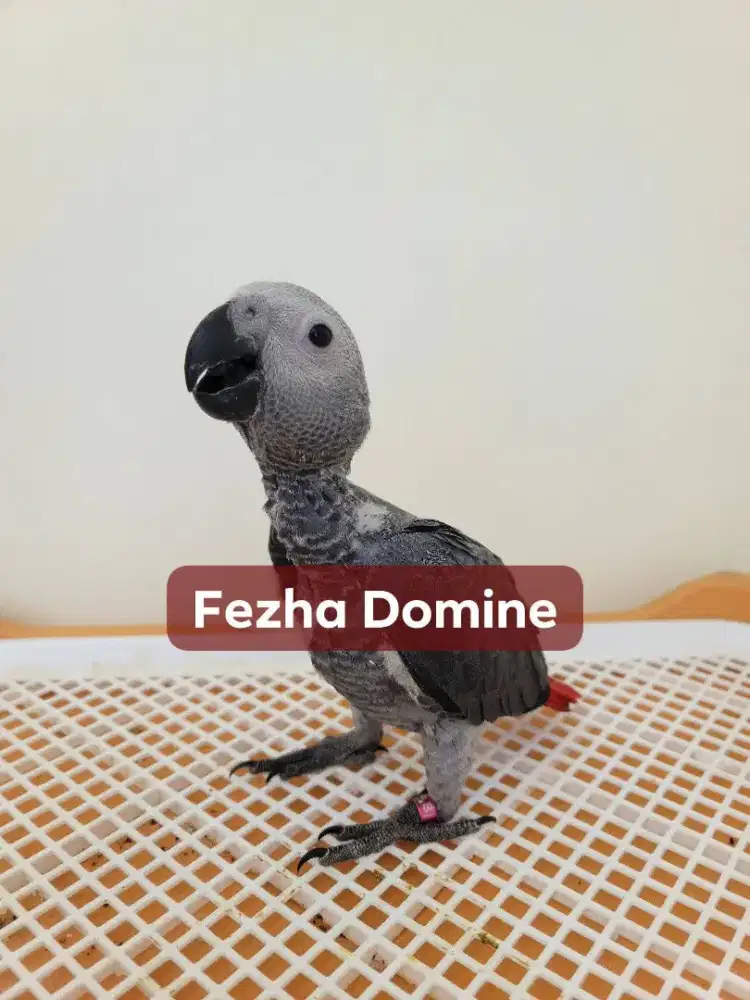 Baby African Grey Mulus Jinak
