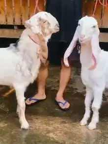 sepasang bakalan kambing etawa senduro 6 bulanan TB 63-65cm ternak top