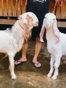 sepasang bakalan kambing etawa senduro 6 bulanan TB 63-65cm ternak top
