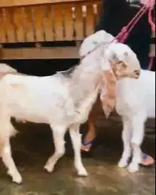 sepasang bakalan kambing etawa senduro 6 bulanan TB 63-65cm ternak top