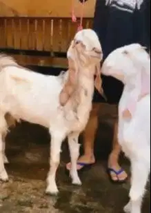 sepasang bakalan kambing etawa senduro 6 bulanan siap ternak ekonomis
