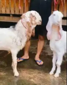 sepasang bakalan kambing etawa senduro 6 bulanan siap ternak ekonomis