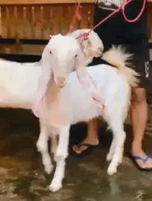 sepasang bakalan kambing etawa senduro 6 bulanan siap ternak ekonomis