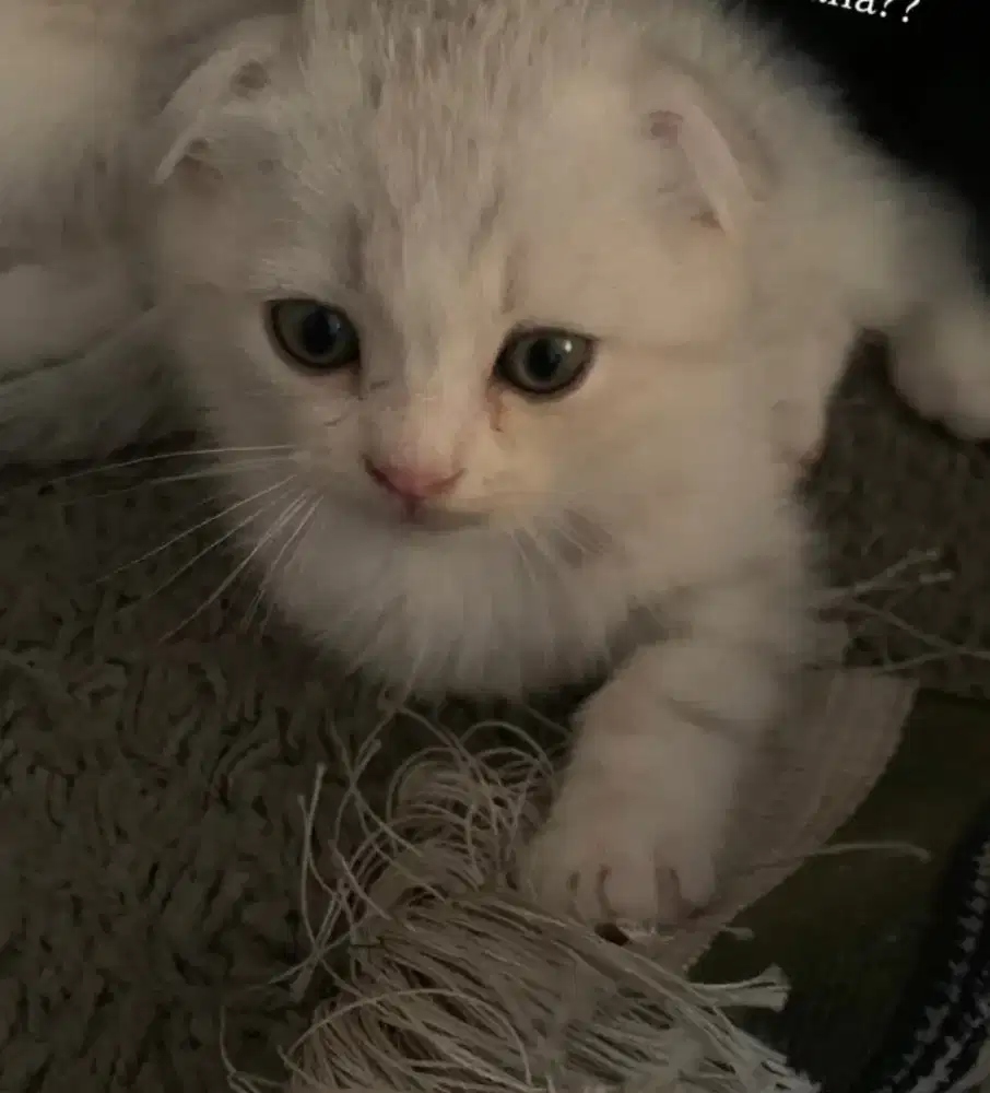 SCOTTISH FOLD DOUBLE FOLD SILVER TABBY JANTAN