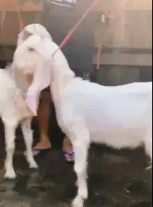sepasang bakalan kambing etawa senduro 6 bulanan paket ternak ekonomis