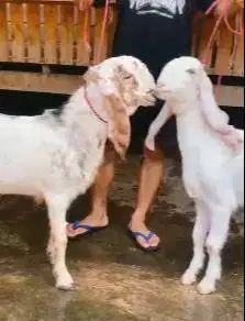 sepasang bakalan kambing etawa senduro 6 bulanan paket ternak ekonomis