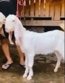 sepasang bakalan kambing etawa senduro 6 bulan ternak ekonomisan puas