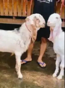 sepasang bakalan kambing etawa senduro 6 bulan ternak ekonomisan puas