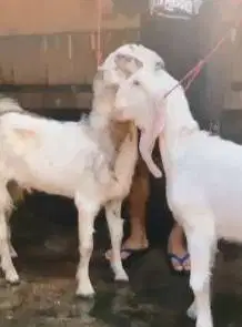 sepasang bakalan kambing etawa senduro 6 bulan ternak ekonomisan puas