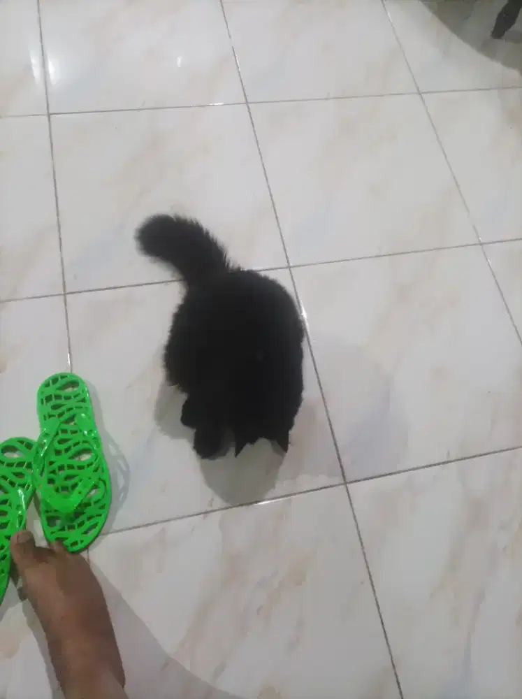 3 kucing Persia