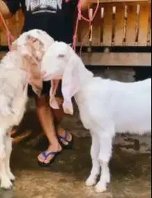 sepasang bakalan kambing etawa senduro 6 bulanan paket ternak ekonomis