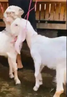 sepasang bakalan kambing etawa senduro 6 bulanan paket ternak ekonomis