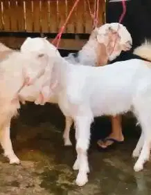 sepasang bakalan kambing etawa senduro 6 bulanan paket ternak murmer