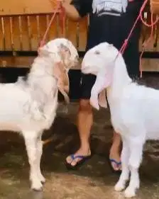 sepasang bakalan kambing etawa senduro 6 bulanan paket ternak murmer