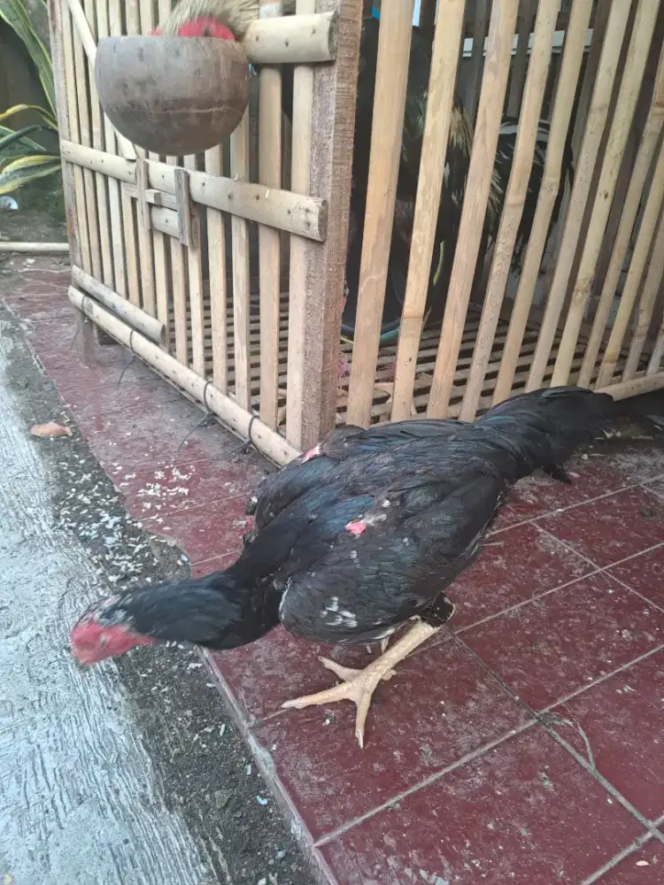 Paket Sepasang Bangkok