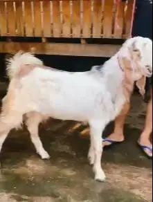 sepasang bakalan kambing etawa senduro 6 bulanan ternak ekonomisan top