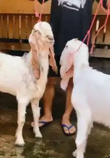 sepasang bakalan kambing etawa senduro 6 bulanan ternak ekonomisan top