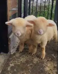 sepasang anakan cempe domba merino superan 4 bulanan boneka hidup unik