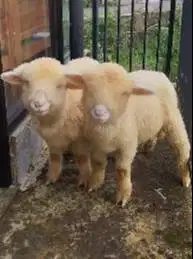 sepasang anakan cempe domba merino superan 4 bulanan boneka hidup unik