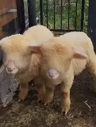 sepasang anakan cempe domba merino superan 4 bulanan boneka hidup unik