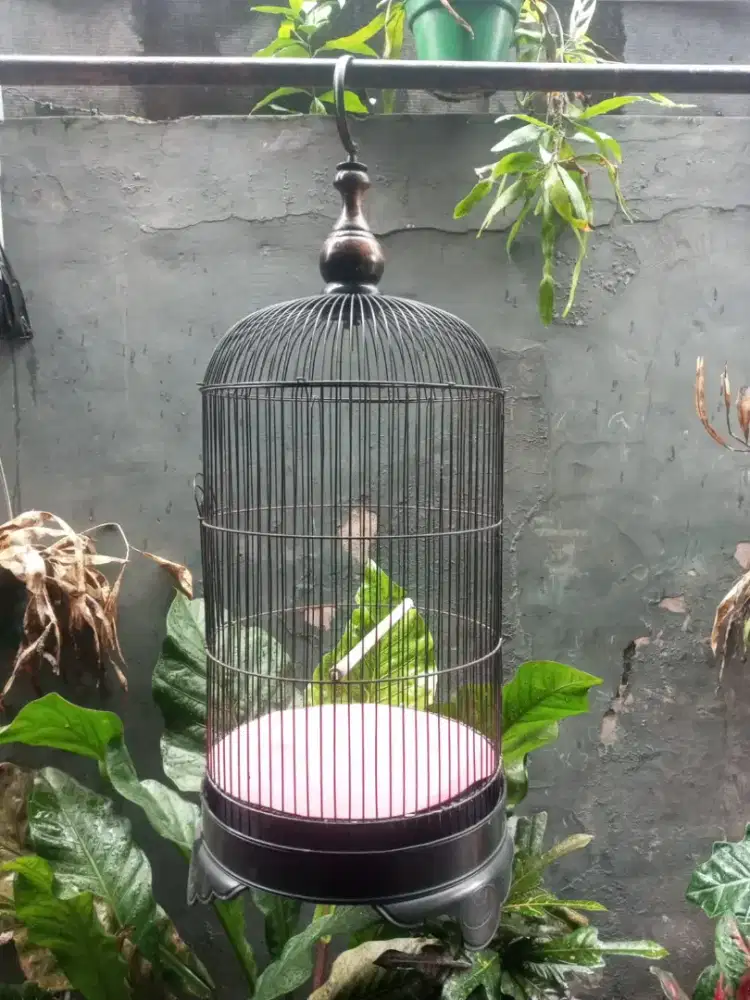 kandang besi burung lb dan lainnya
