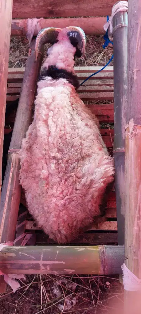 Hewan Qurban Sapi Domba di Babakan Sari Mekarsari