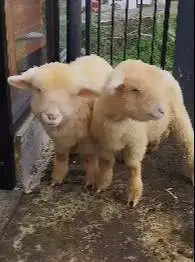 sepasang bibit cempe domba merino super 4 bulanan exotik gemeusin unik