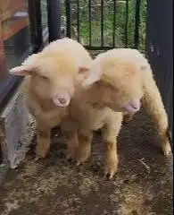 sepasang bibit cempe domba merino super 4 bulanan exotik gemeusin unik