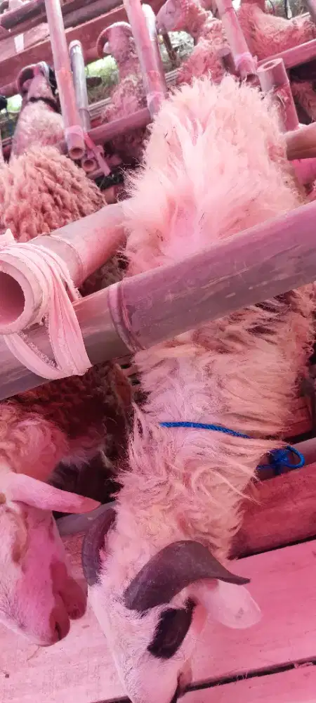Jual Sapi dan Domba Qurban Mekarsari babakan sari Antapani bandung