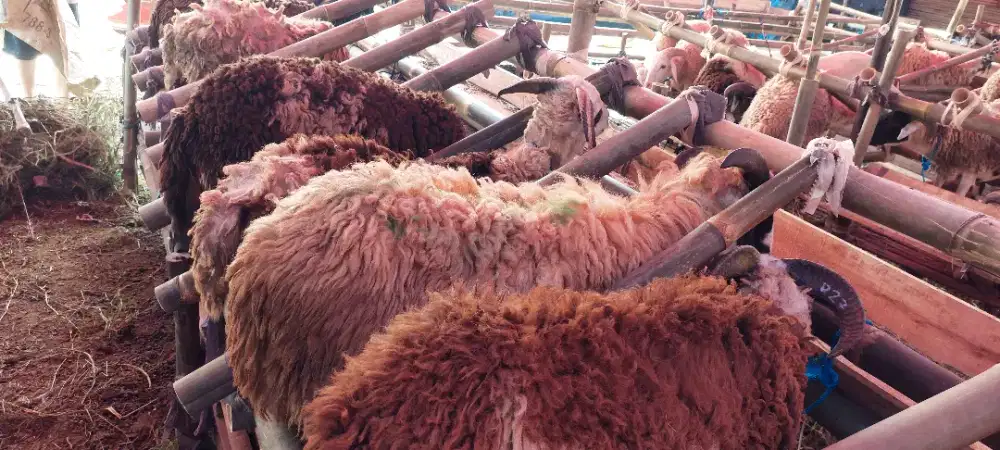 Sapi Domba Qurban Mekarsari Bandung Anatapani