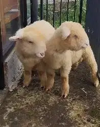 sepasang cempe anakan bibit domba merino superan 4 bulanan exotik unik