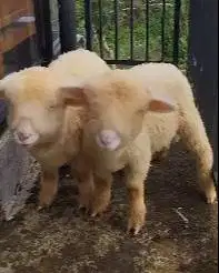 sepasang cempe anakan bibit domba merino superan 4 bulanan exotik unik