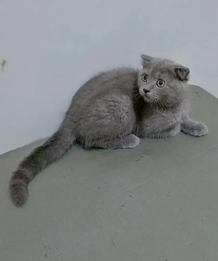 BSH x SF kitten