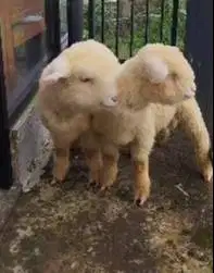 sepasang anakan cempe bibit domba merino superan 4 bulanan exotik unik