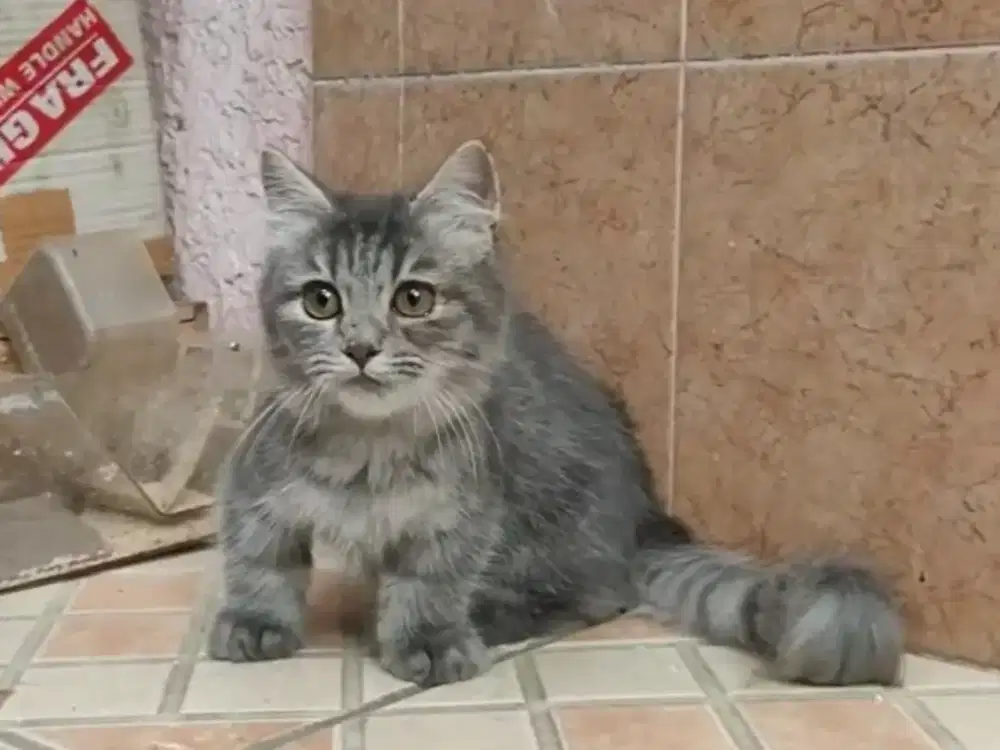 Kitten Munchkin gaelic straight jantan