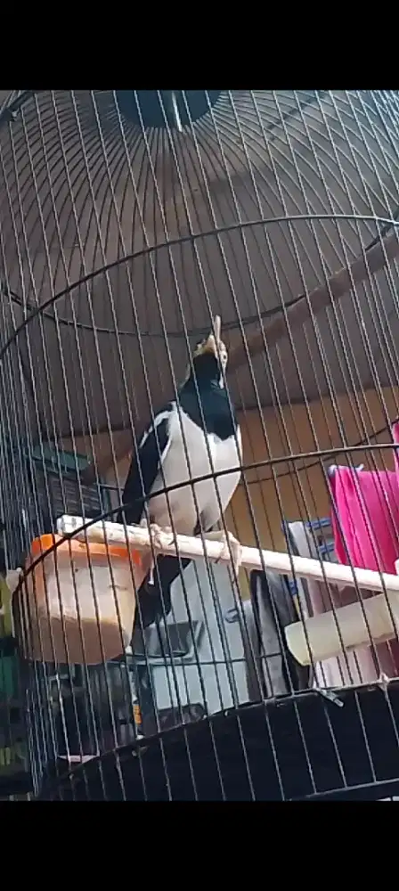 Jalak suren gacor