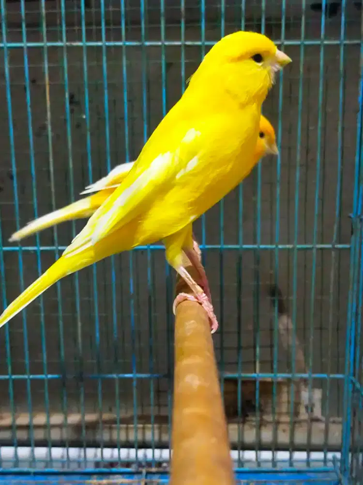 Burung kenari betina siapan lokal super (trah Rasmi)