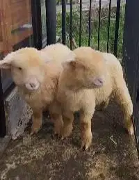 sepasang anakan bibit cempe domba merino superan 4 bulanan exotik unik