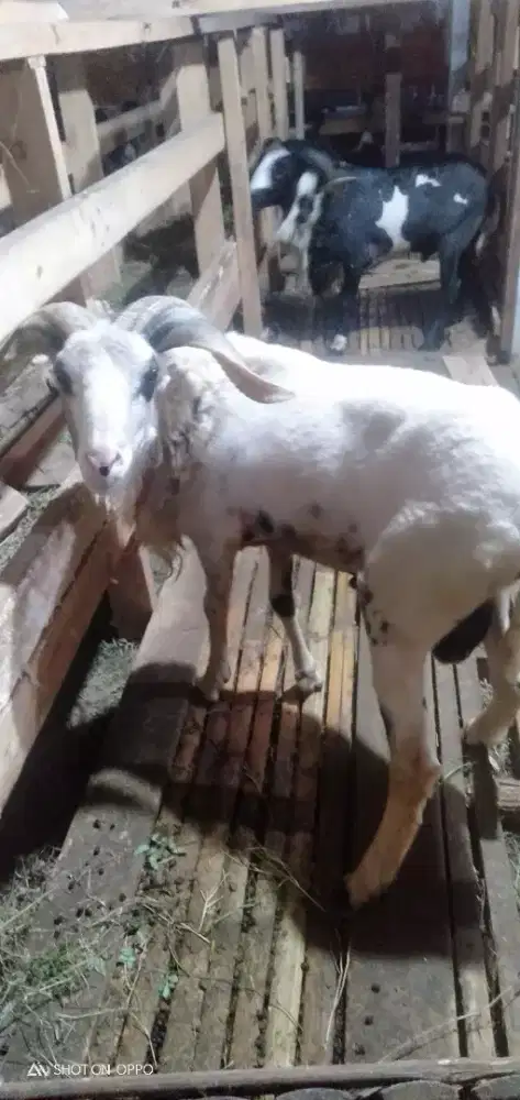 Domba Qurban Si Jungkis