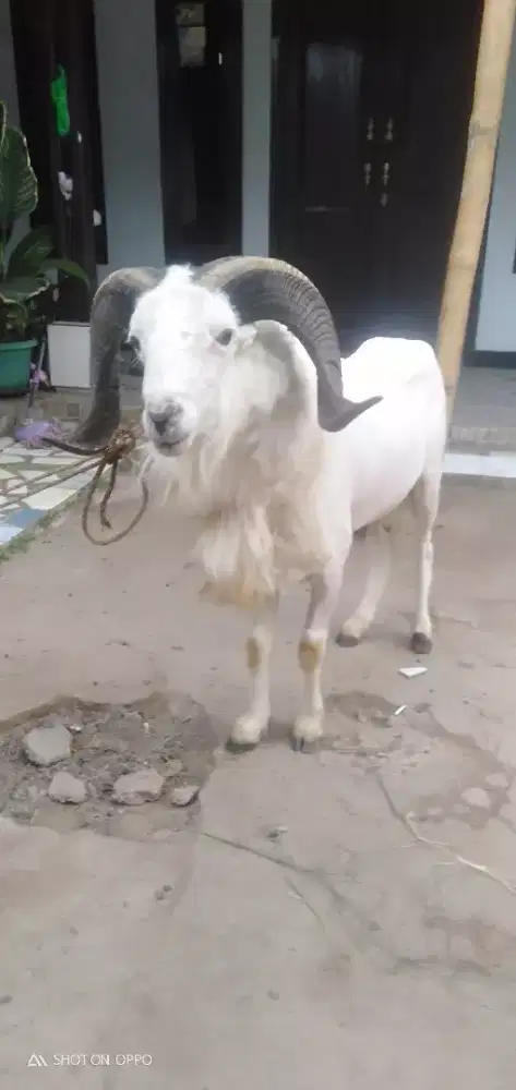 Domba Qurban Istimewa Si Wulung