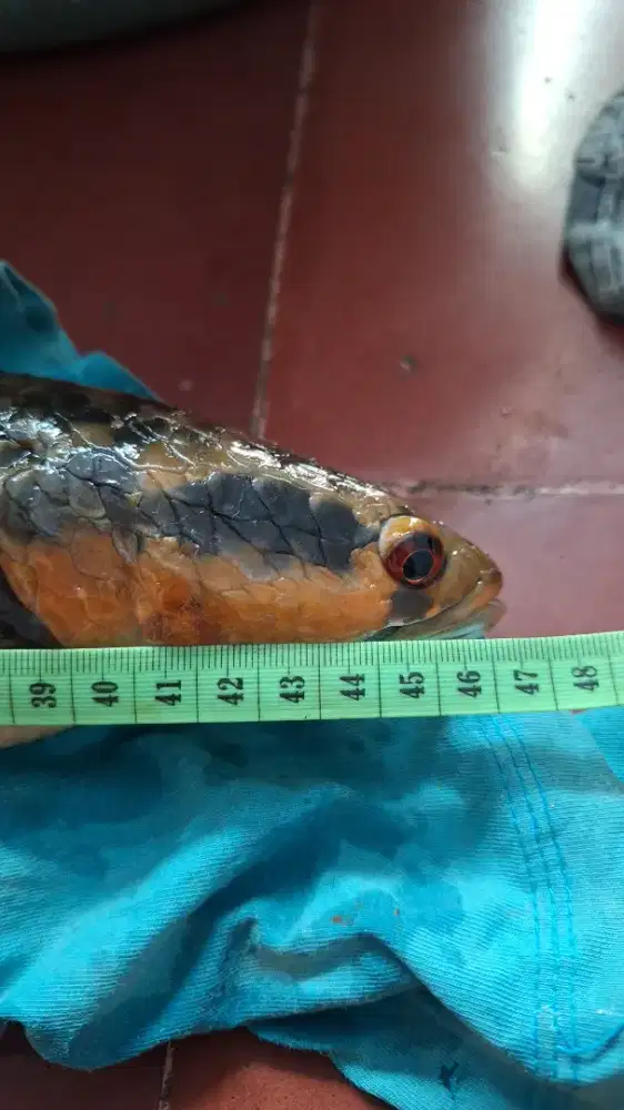 Channa Maru Red Barito Jumbo
